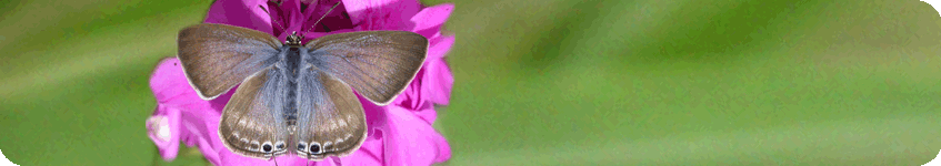BUGalert butterfly